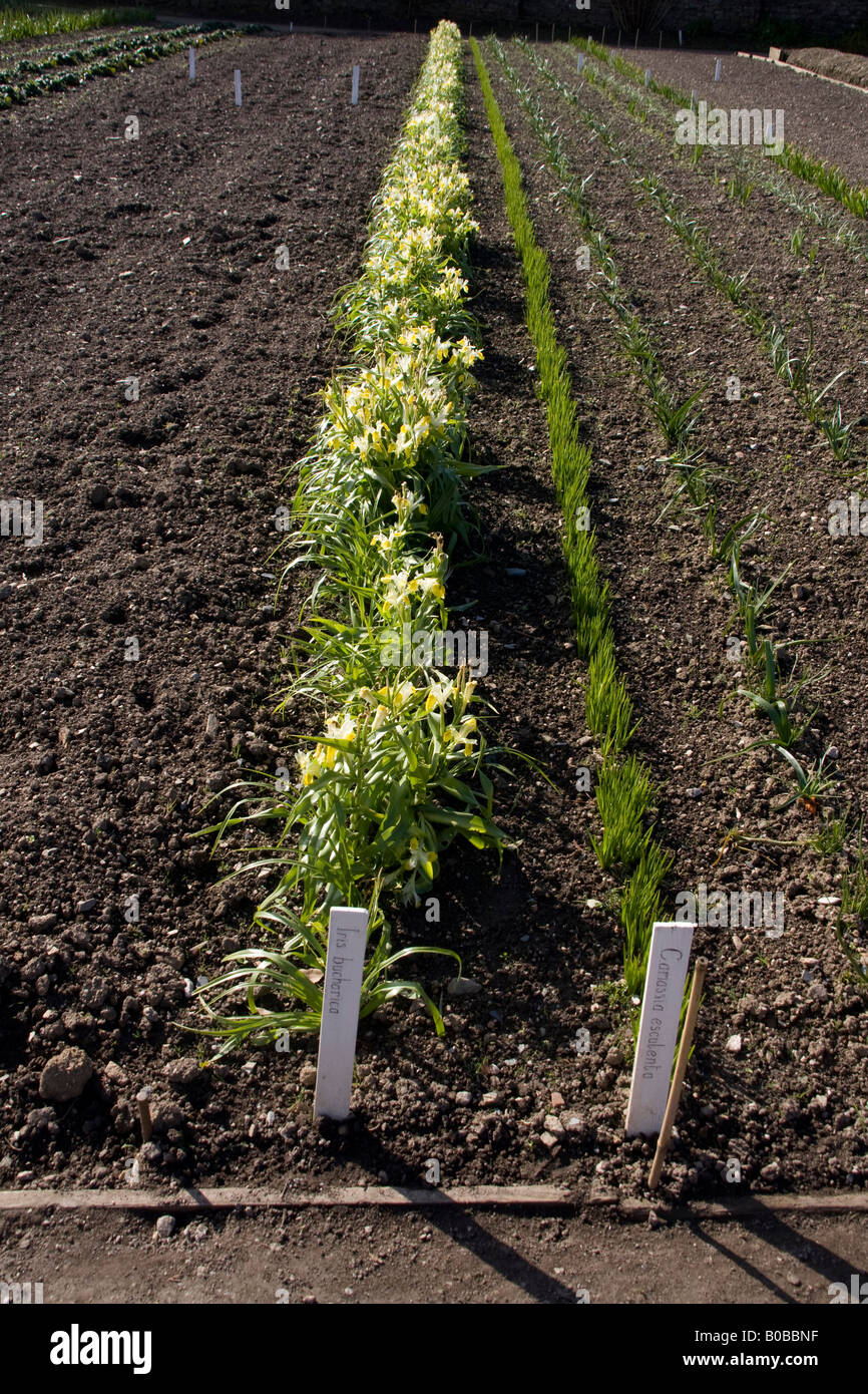 Iris bucharica left with camassia esculenta early spring Stock Photo