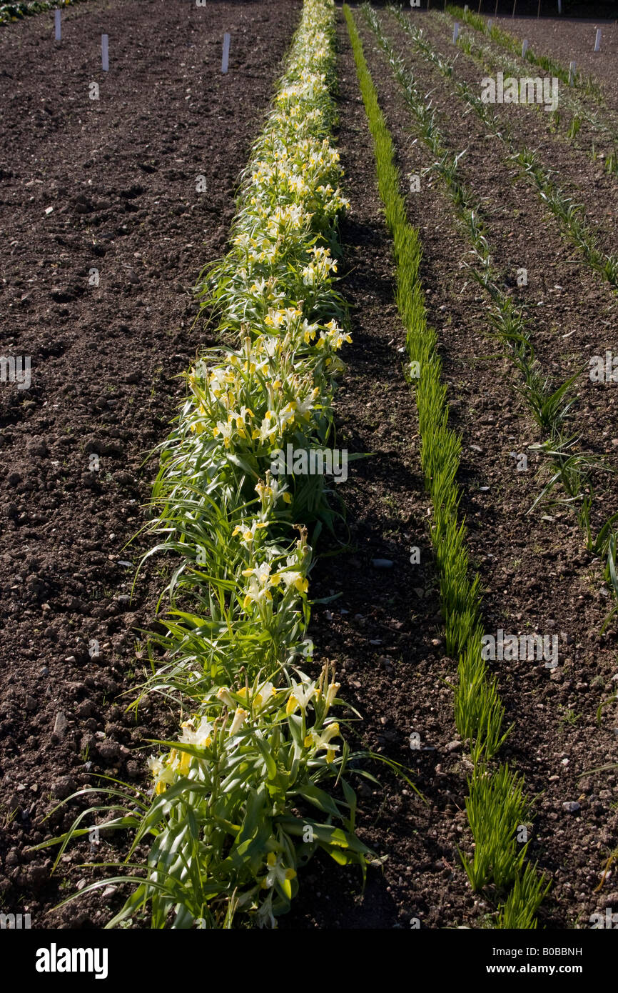 Iris bucharica left with Camassia esculenta early spring Stock Photo