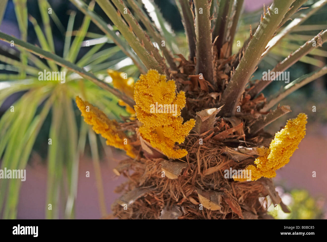 Palm tree, new growth, Arizona USA Stock Photo