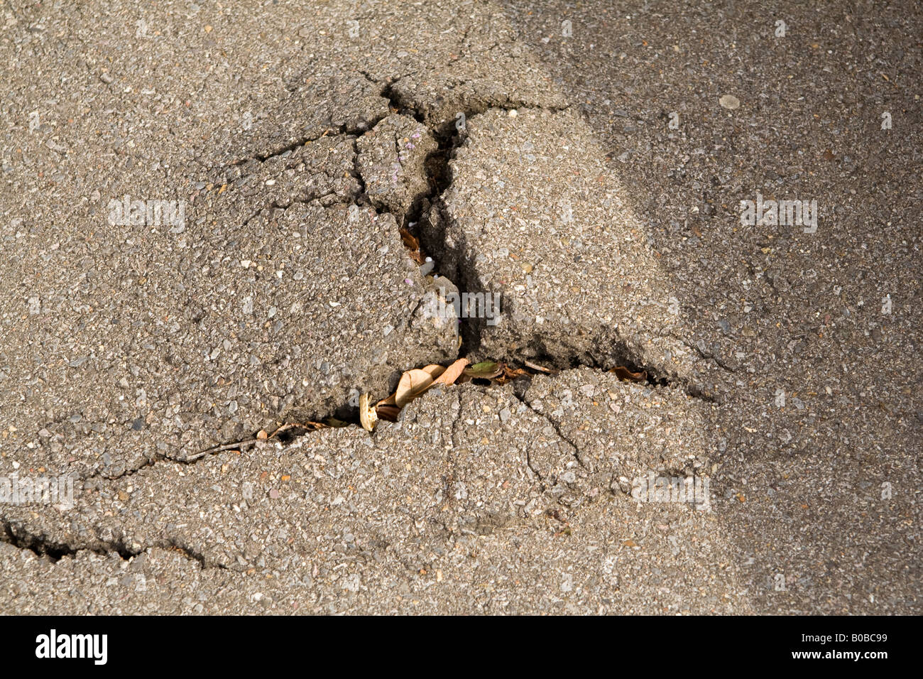 Tree roots pavement hires stock photography and images Alamy