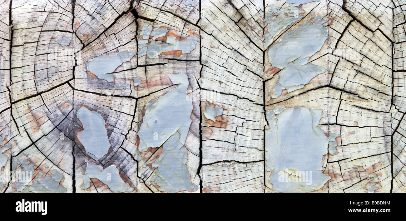 Peeling cracking paint on the end of a piece of wood Stock Photo Alamy
