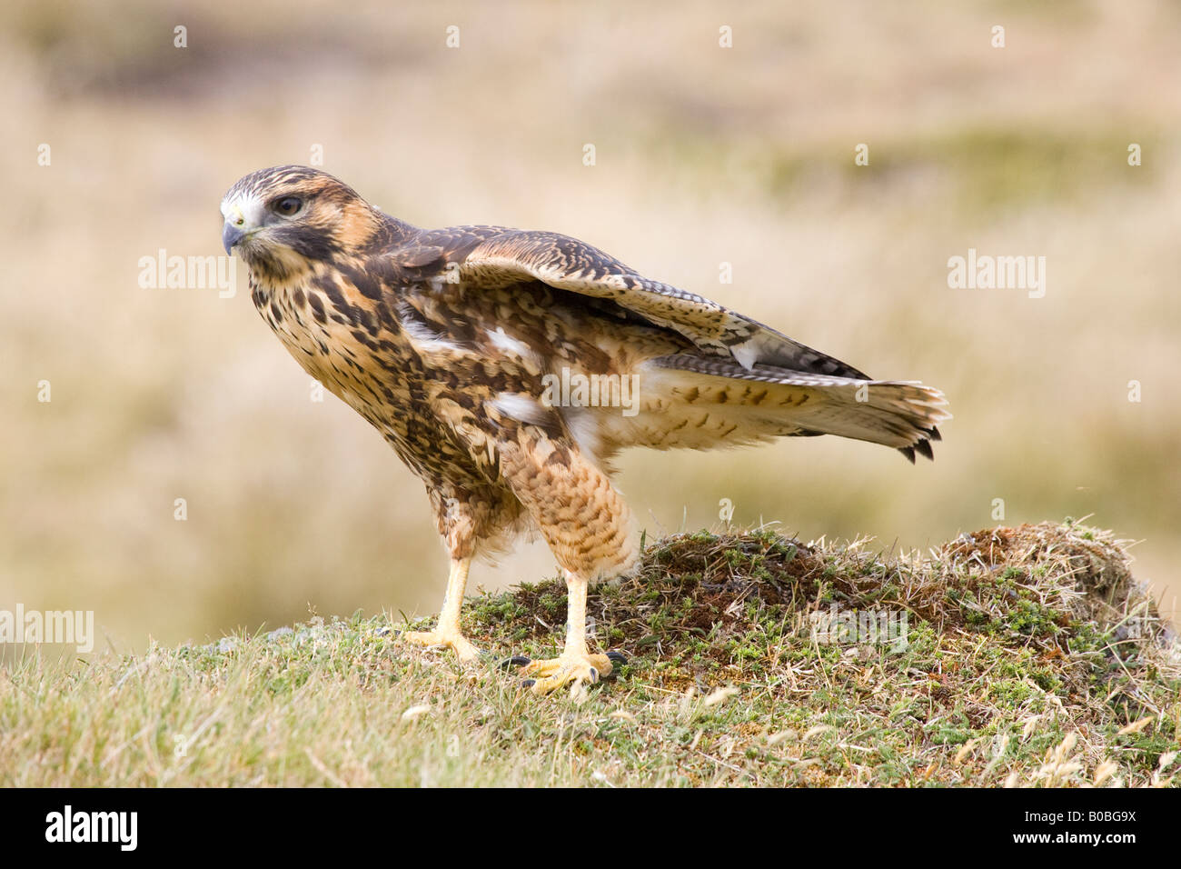 Red-backed Buzzard in Falkland Islands Stock Photo