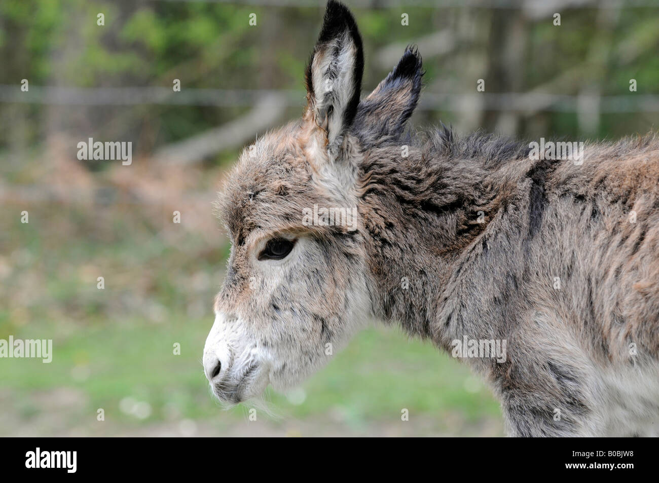 Old donkey hi-res stock photography and images - Alamy
