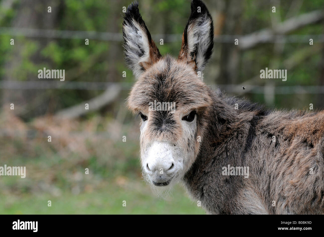 Old donkey hi-res stock photography and images - Alamy