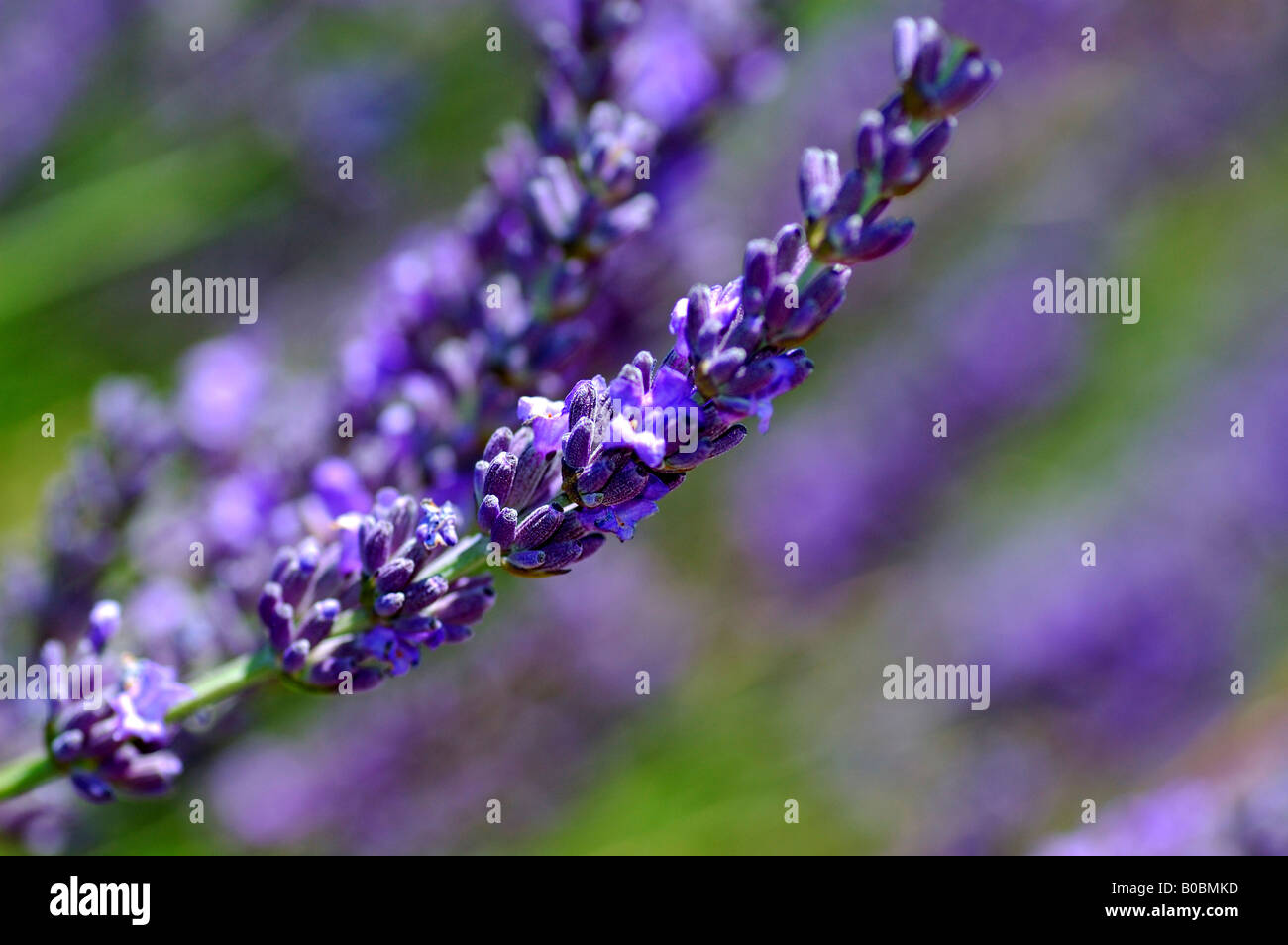 Lavender, Lavandula angustifolia, Provence, France Stock Photo