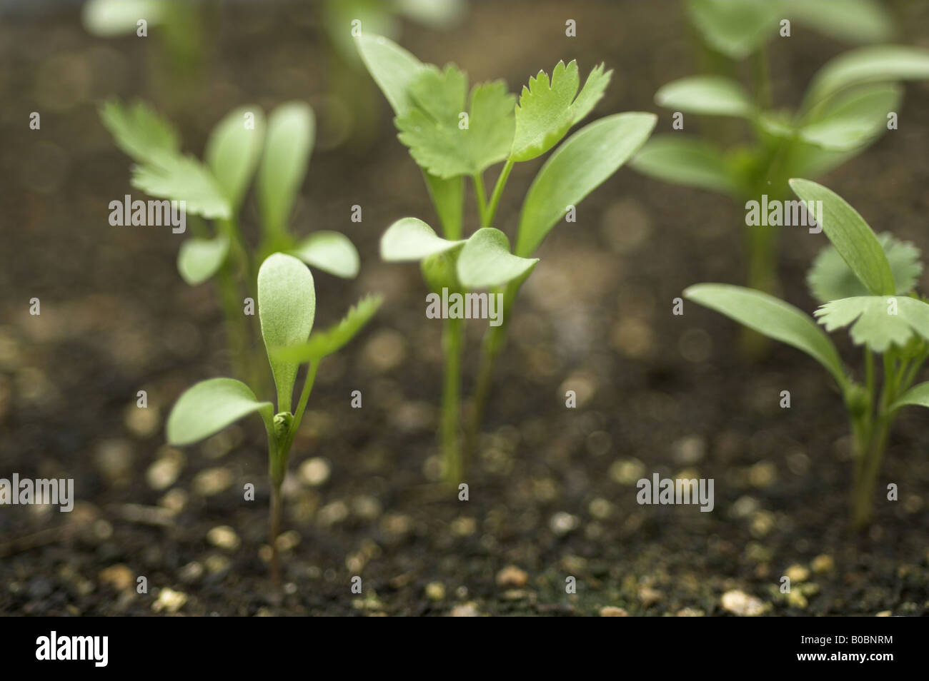 Coriander seedlings hires stock photography and images Alamy