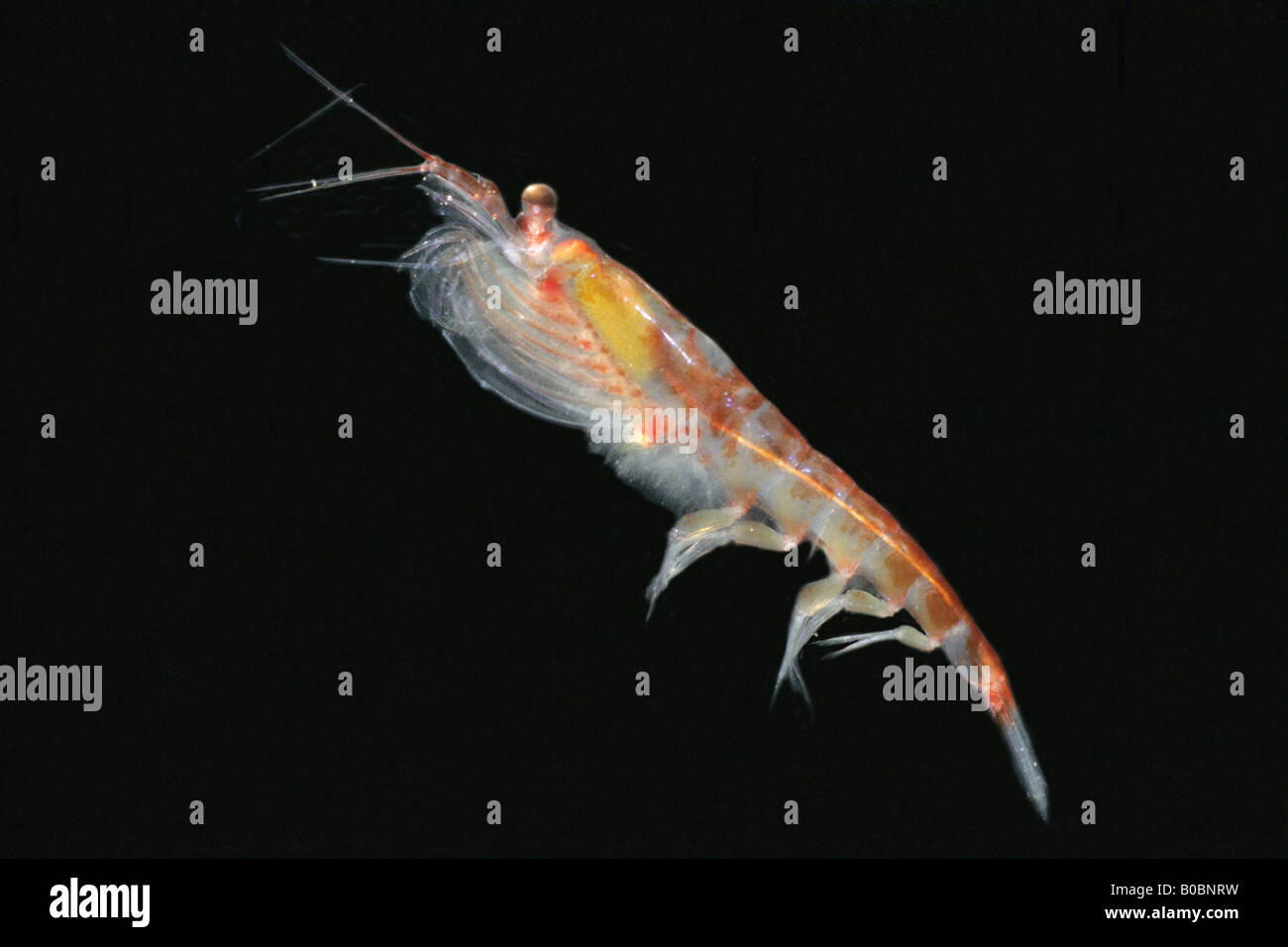 Whale Krill or Antarctic Krill (Euphausia superba), main food of baleen whales Stock Photo