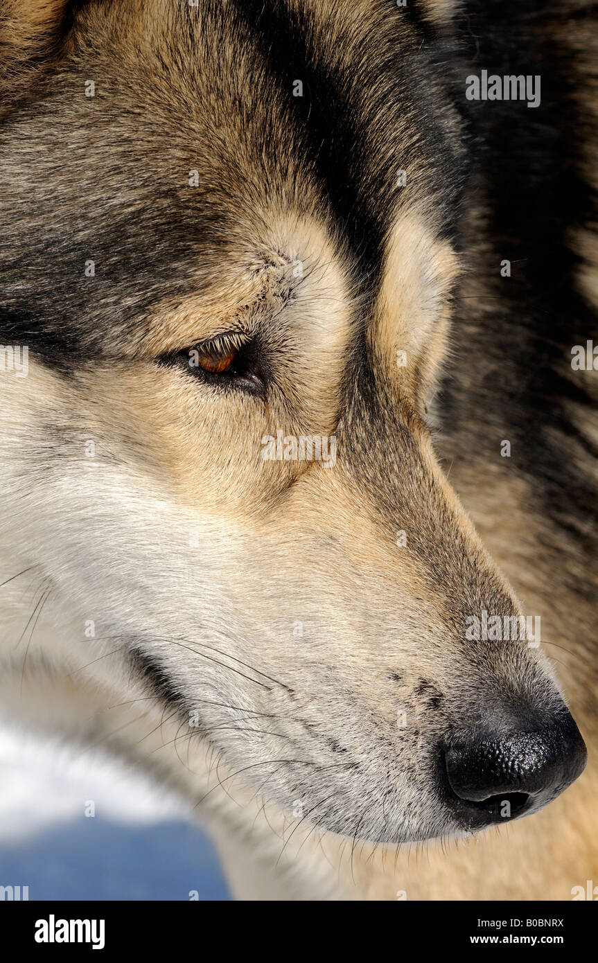 Greenland dog, Sledge dog, Switzerland Stock Photo