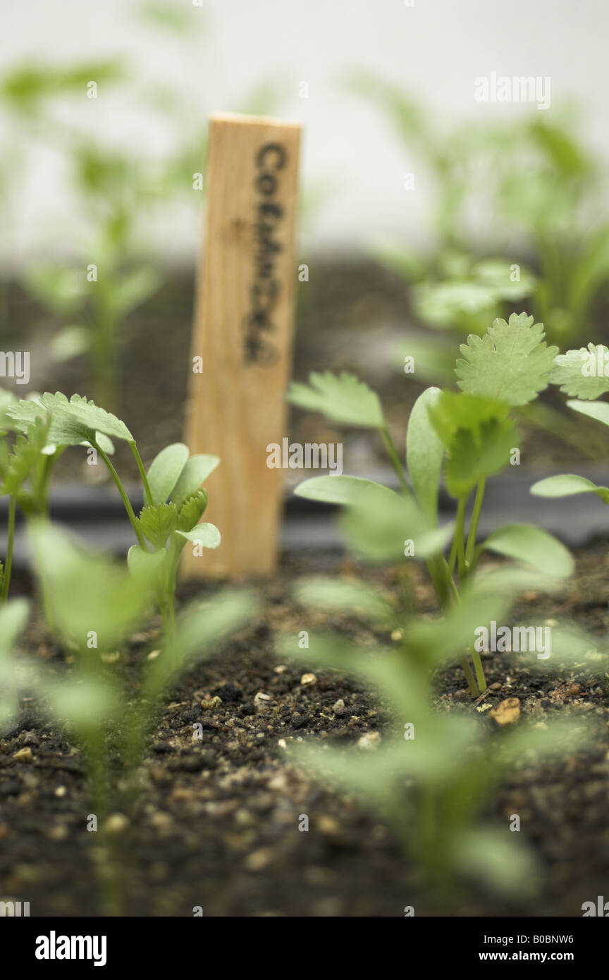 Coriander seedlings hires stock photography and images Alamy