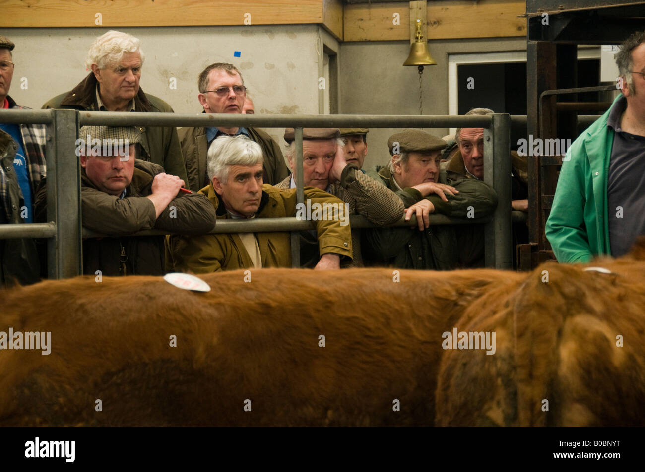 glum looking farmers at a cattle auction run by Dai Lewis at the mart