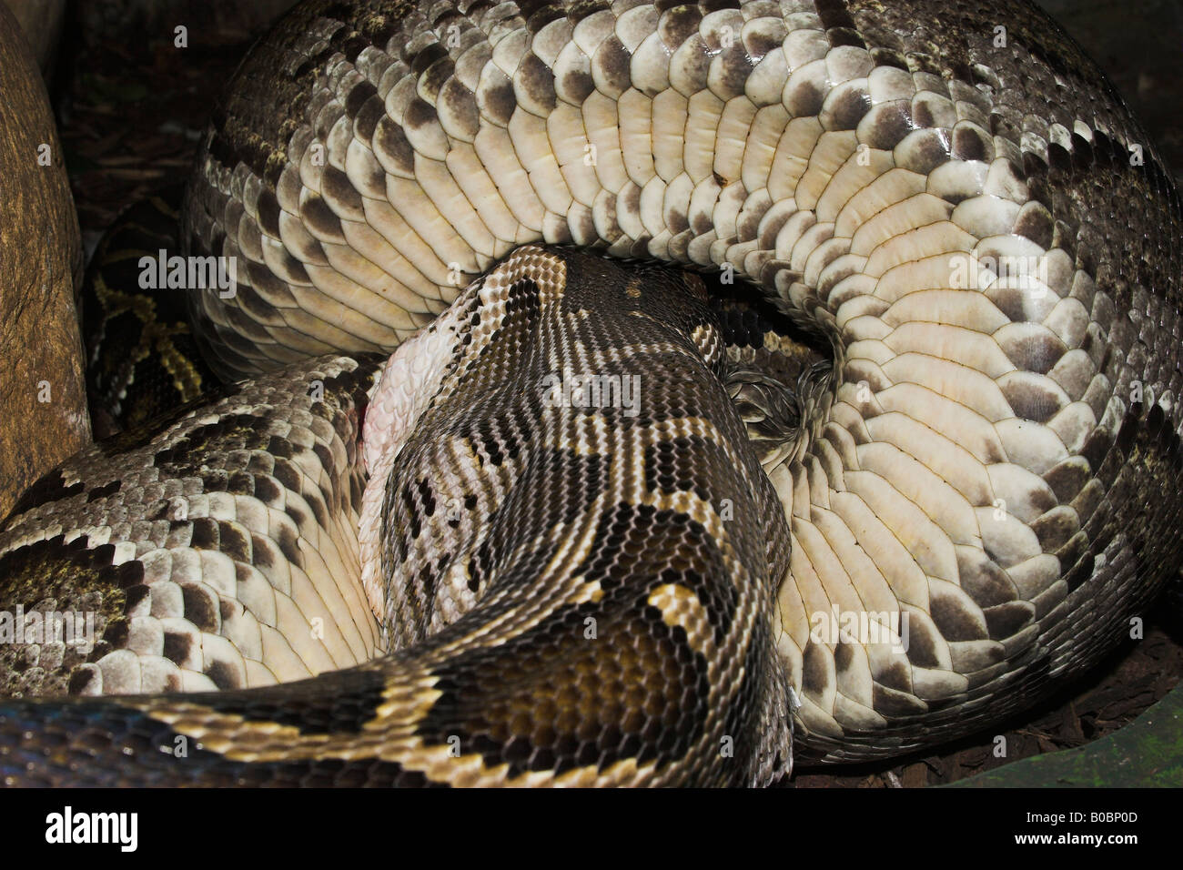 Boa Constrictor eating prey Stock Photo Alamy