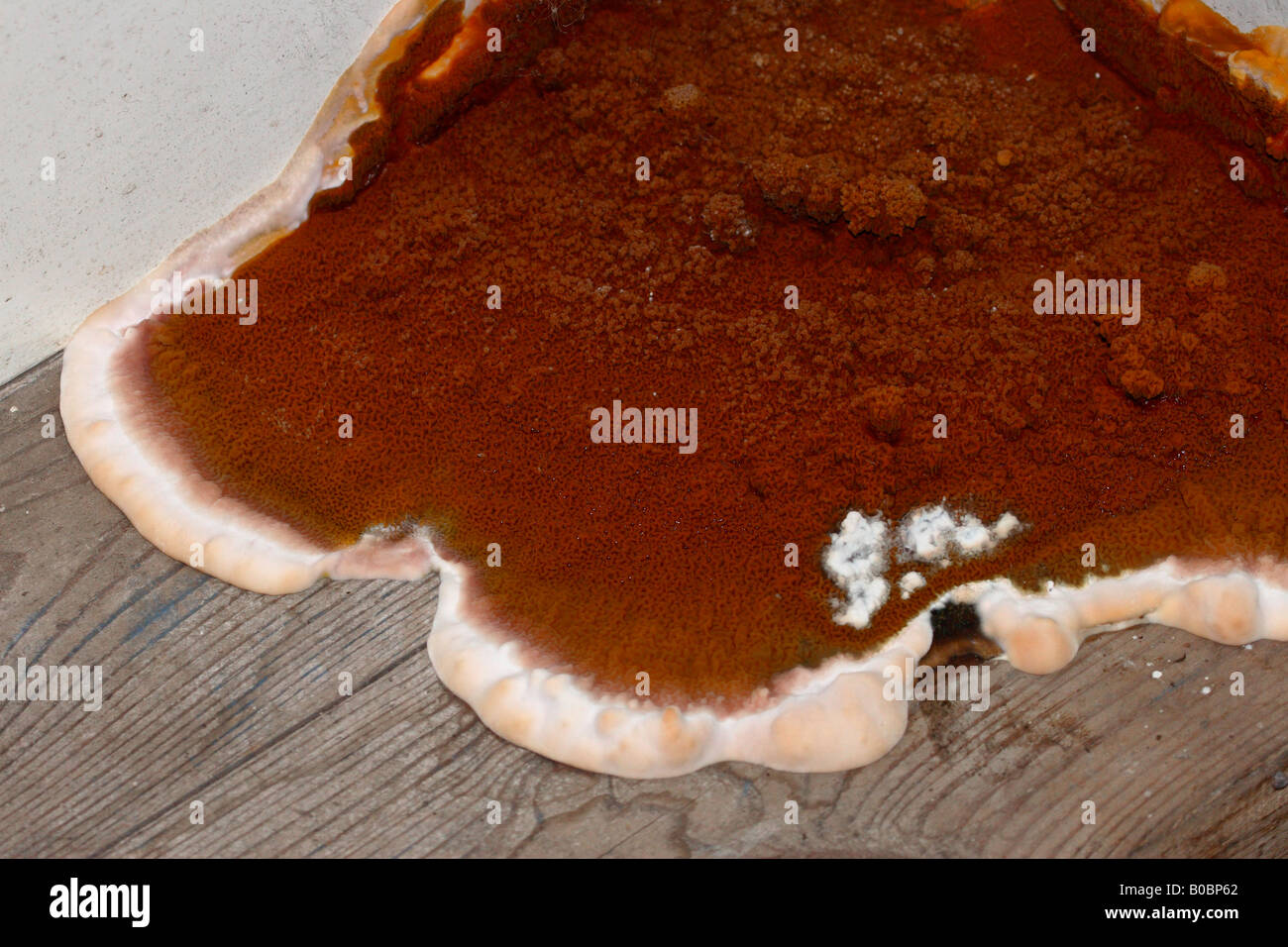 Merulius lacrymans hires stock photography and images Alamy