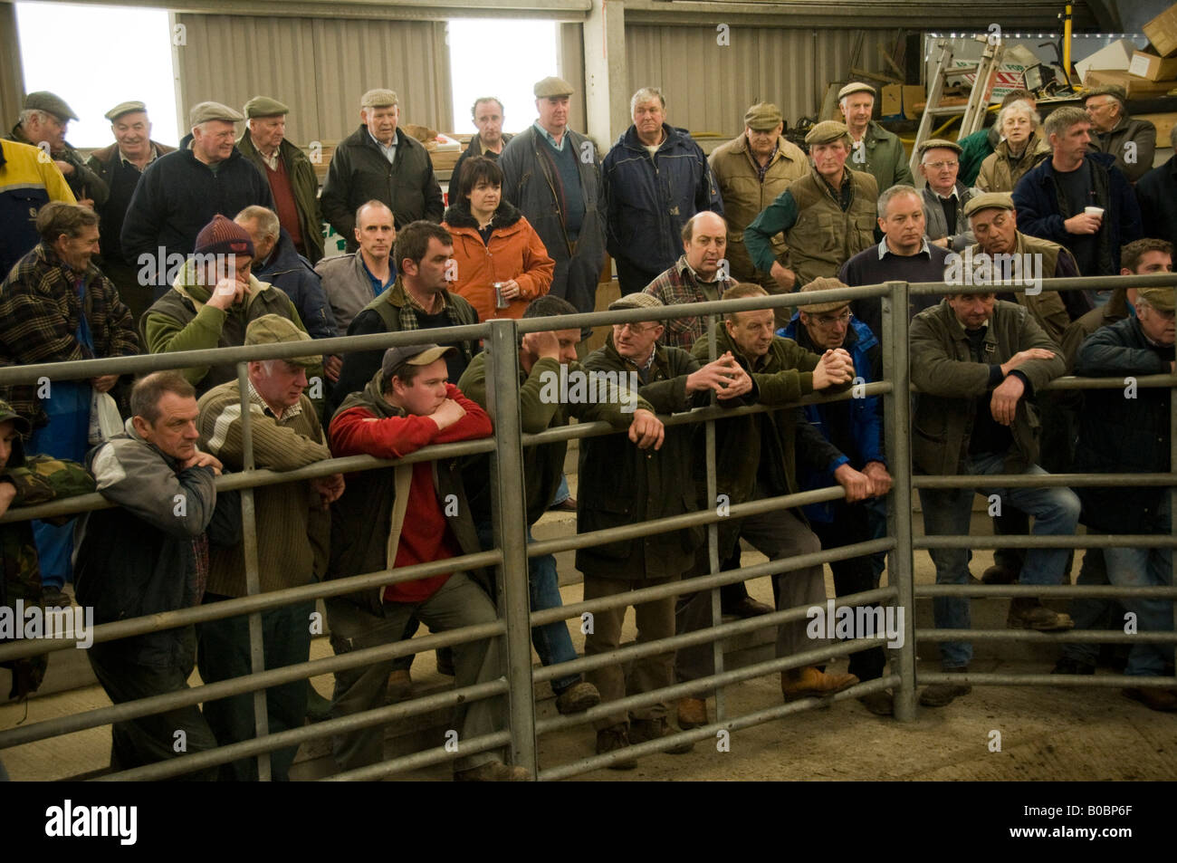Farmers at a cattle auction run by Dai Lewis at the mart Newcastle