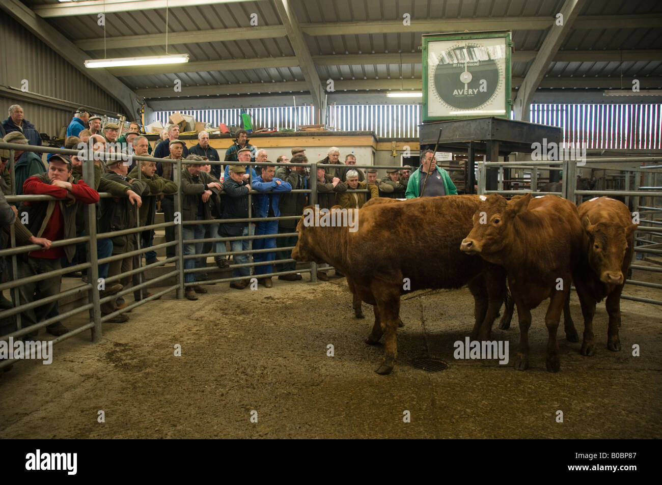 Farmers at a cattle auction run by Dai Lewis at the mart Newcastle