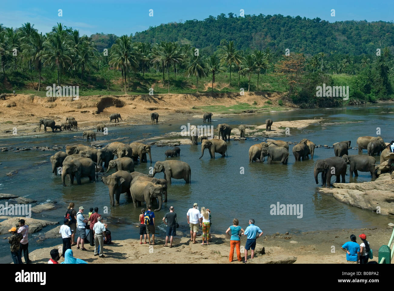 Bathing time at Pinnawela Elephant Orphanage,Pinnawela,Sri Lanka Stock Photo