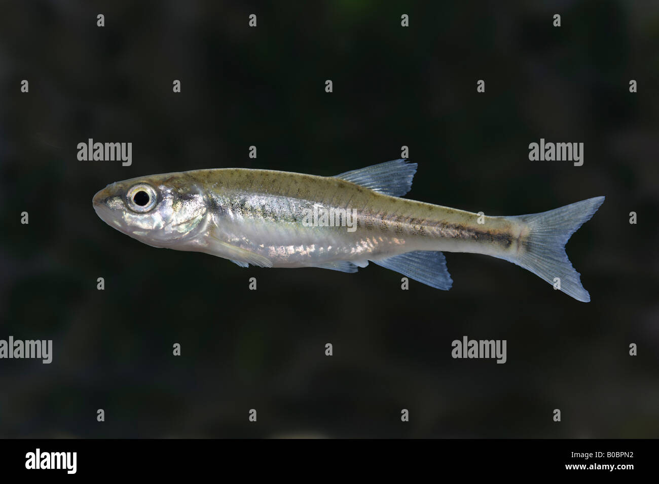 Minnow uk hi-res stock photography and images - Alamy