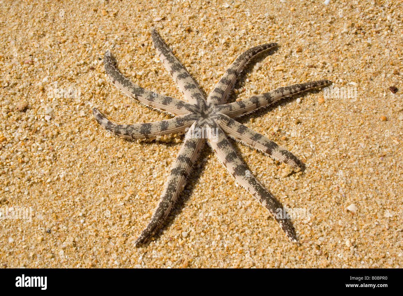 Eight armed Starfish alive on beach Stock Photo