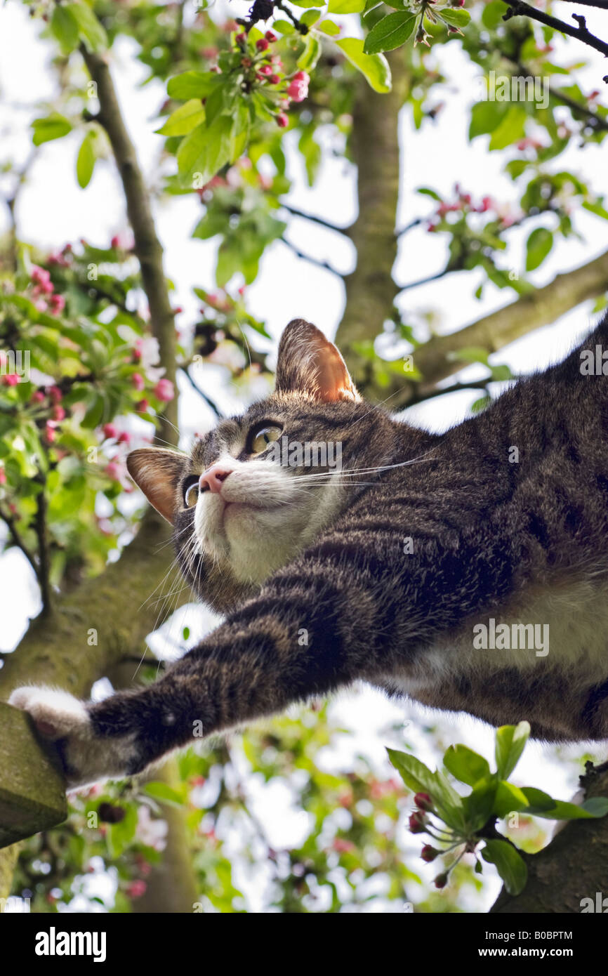 Looking up at a tabby cat in a tree Stock Photo - Alamy