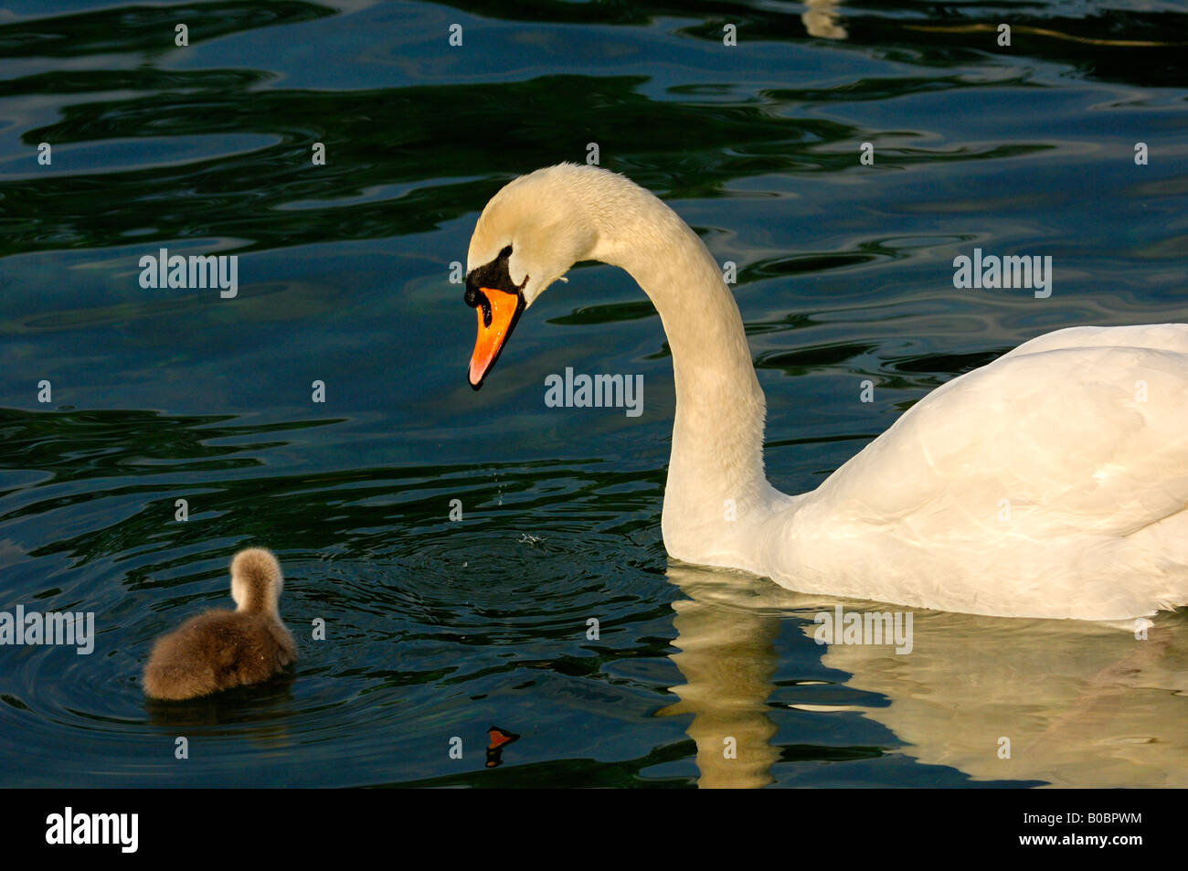 Mute Swan Cygnus olor with chicks Stock Photo Alamy