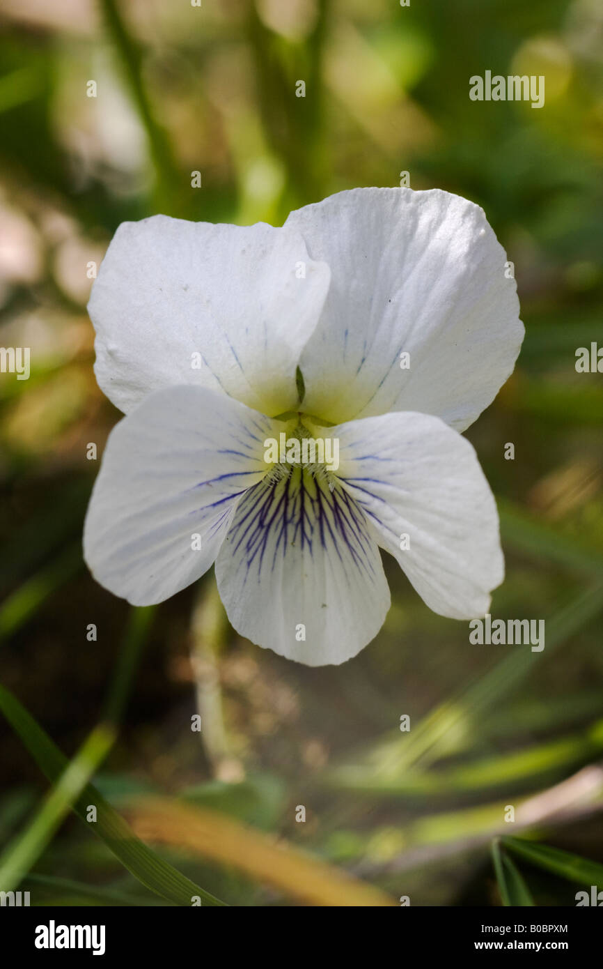 Closeup of a white with blue flower of a Viola sororia A native wildflower in the US Stock Photo