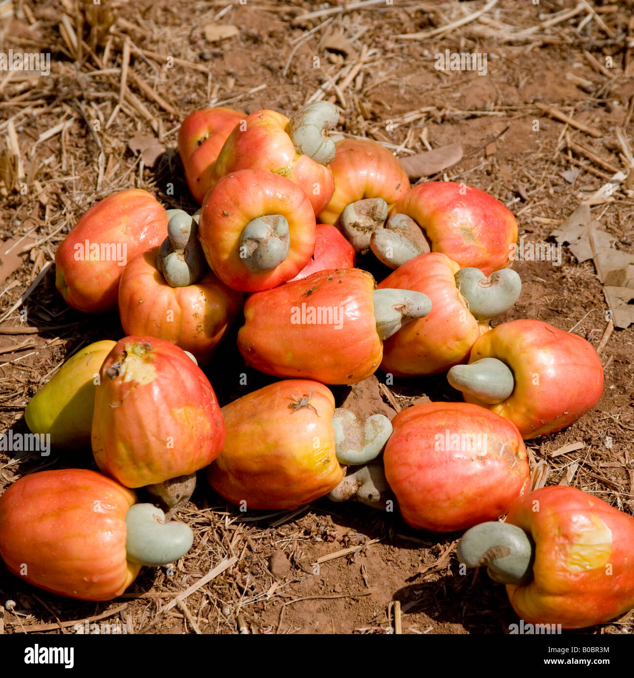 Freshly harvested cashew apple fruits, each with shelled seed of cashew