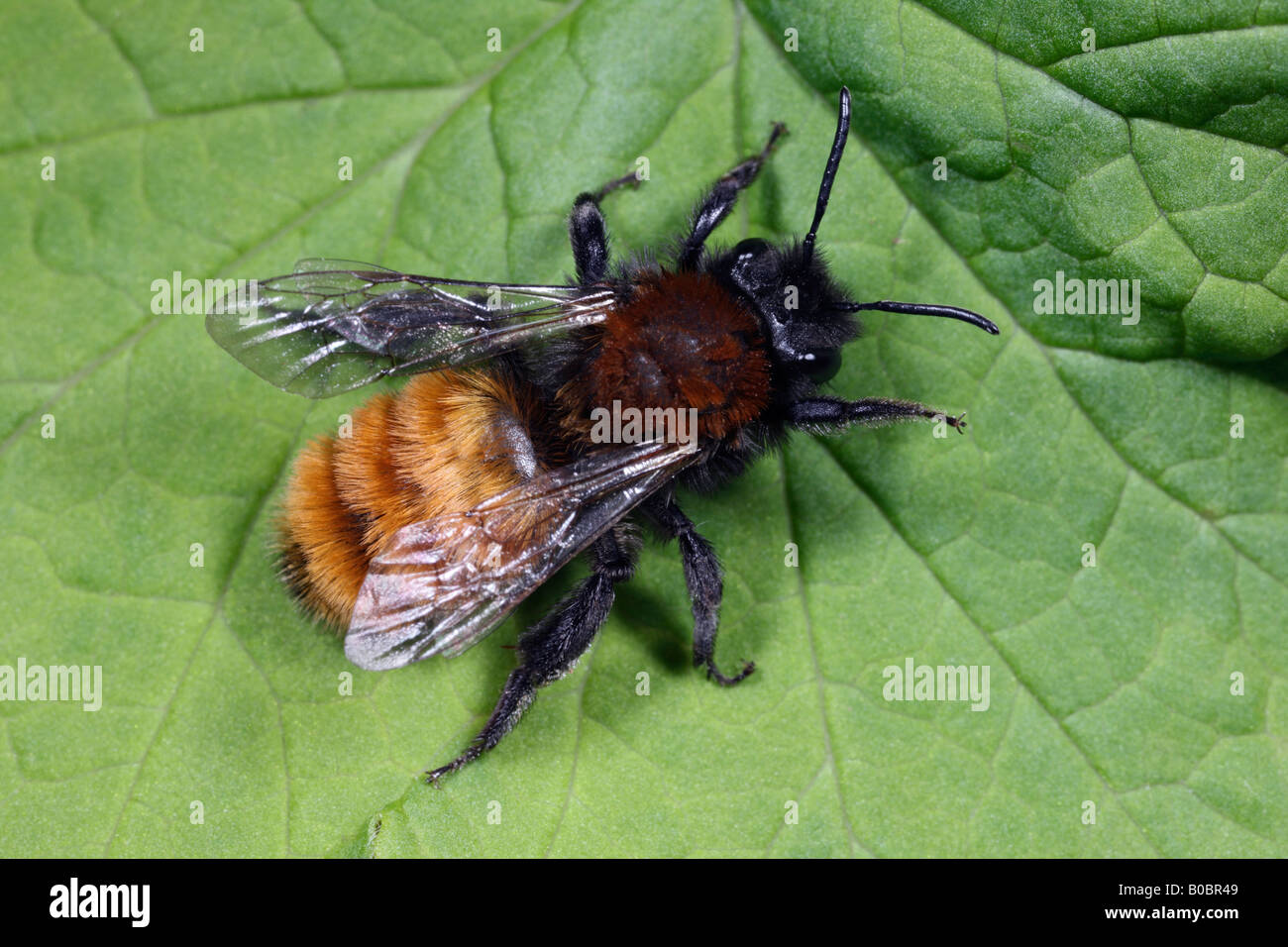 Tawny Mining Bee Andrena fulva at rest Potton Bedfordshire Stock Photo