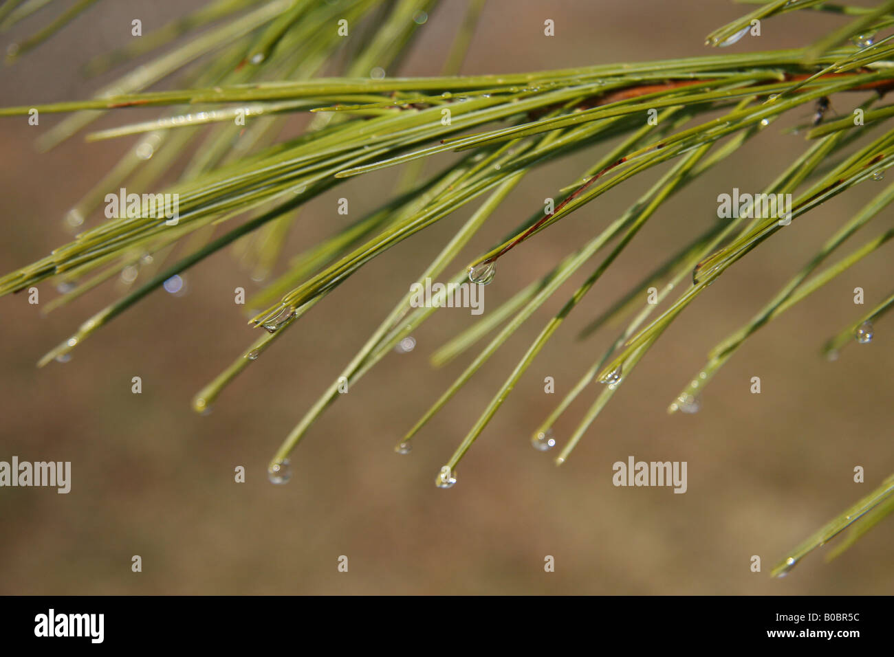 April showers. Rain droplets on the needles of a pine tree. Stock Photo