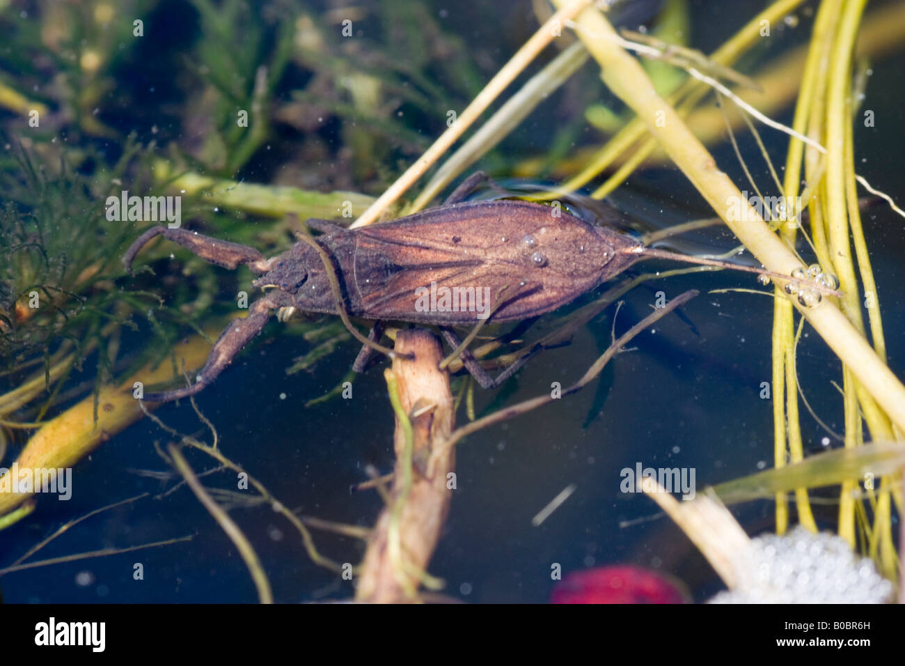 water scorpion, Nepa cinerea in a pond Stock Photo