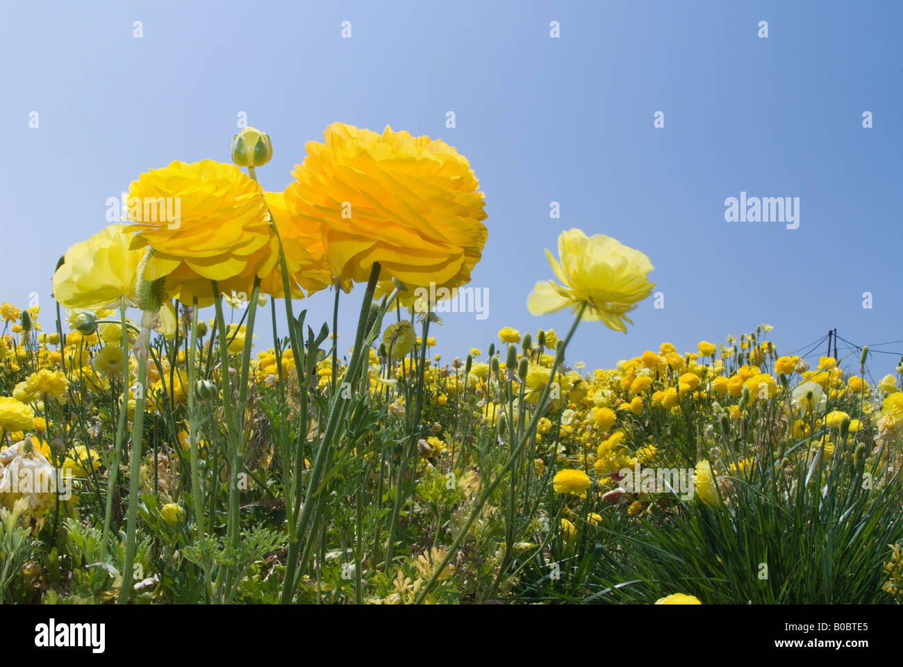 Wild Yellow Ranunculus How to harvest ranunculus hi-res stock photography and images - Alamy