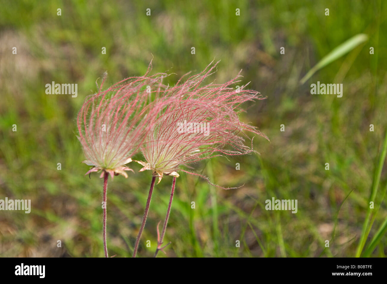 The wildflower prairie smoke Geum triflorum blooms on Drummond Island