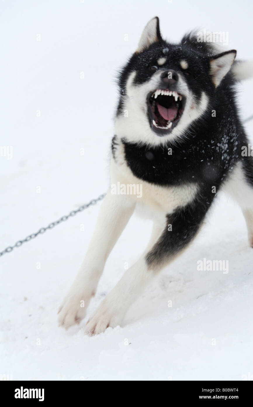 Greenland dog on stakeout chain, Ittoqqortoormiit, East Greenland Stock