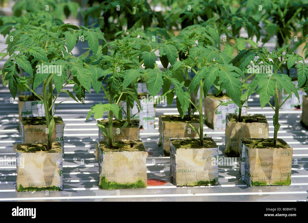Hydroponics Tomatoes Grown in Stone Wool Blocks Stock Photo - Alamy