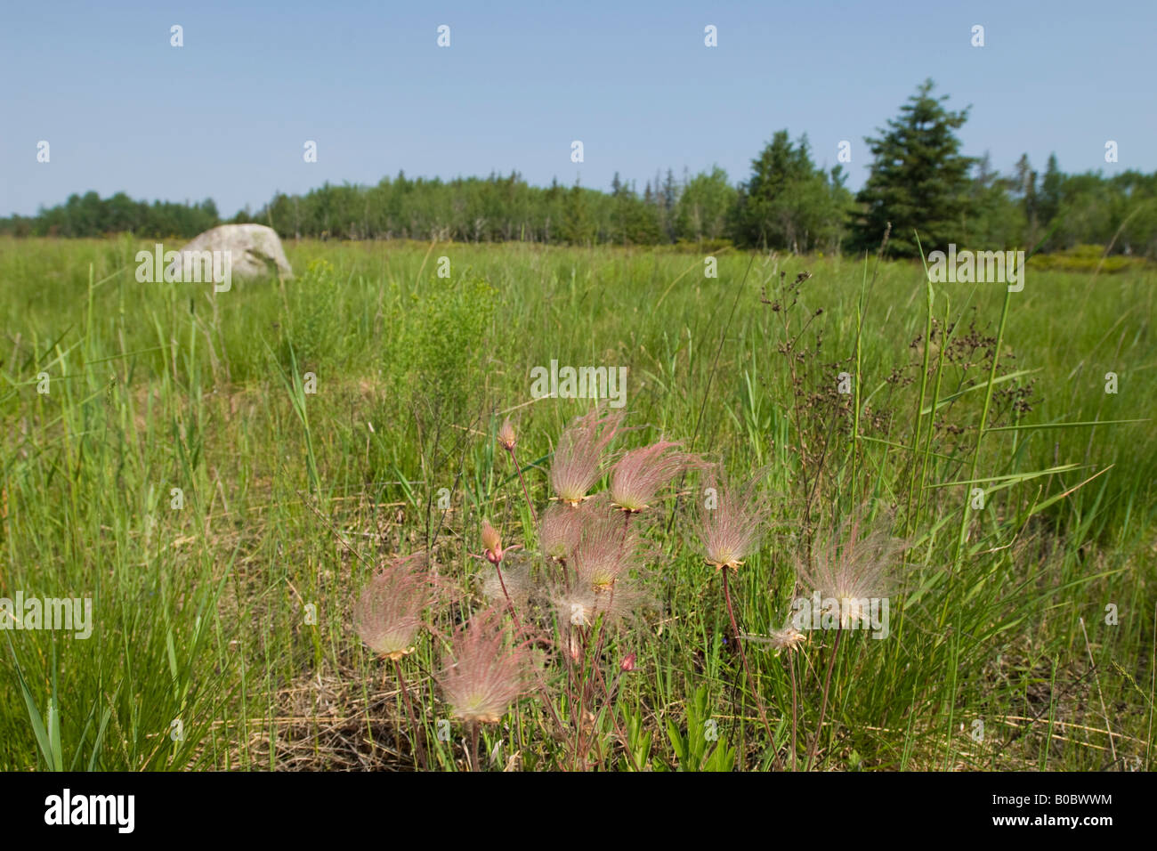 The wildflower prairie smoke Geum triflorum blooms on Drummond Island in Michigan s Upper Peninsula Stock Photo