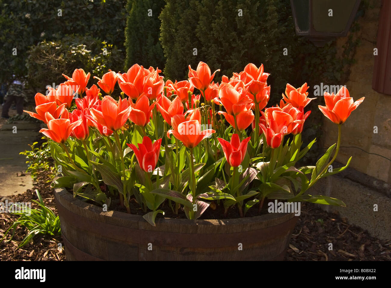Red tulips in a planter in April Stock Photo