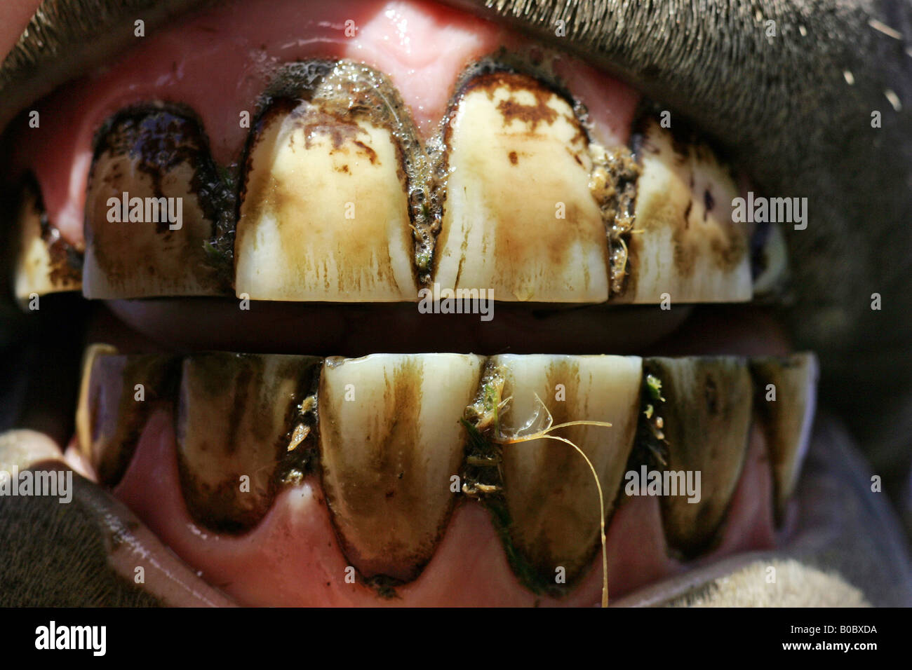 The teeth of a horse Stock Photo