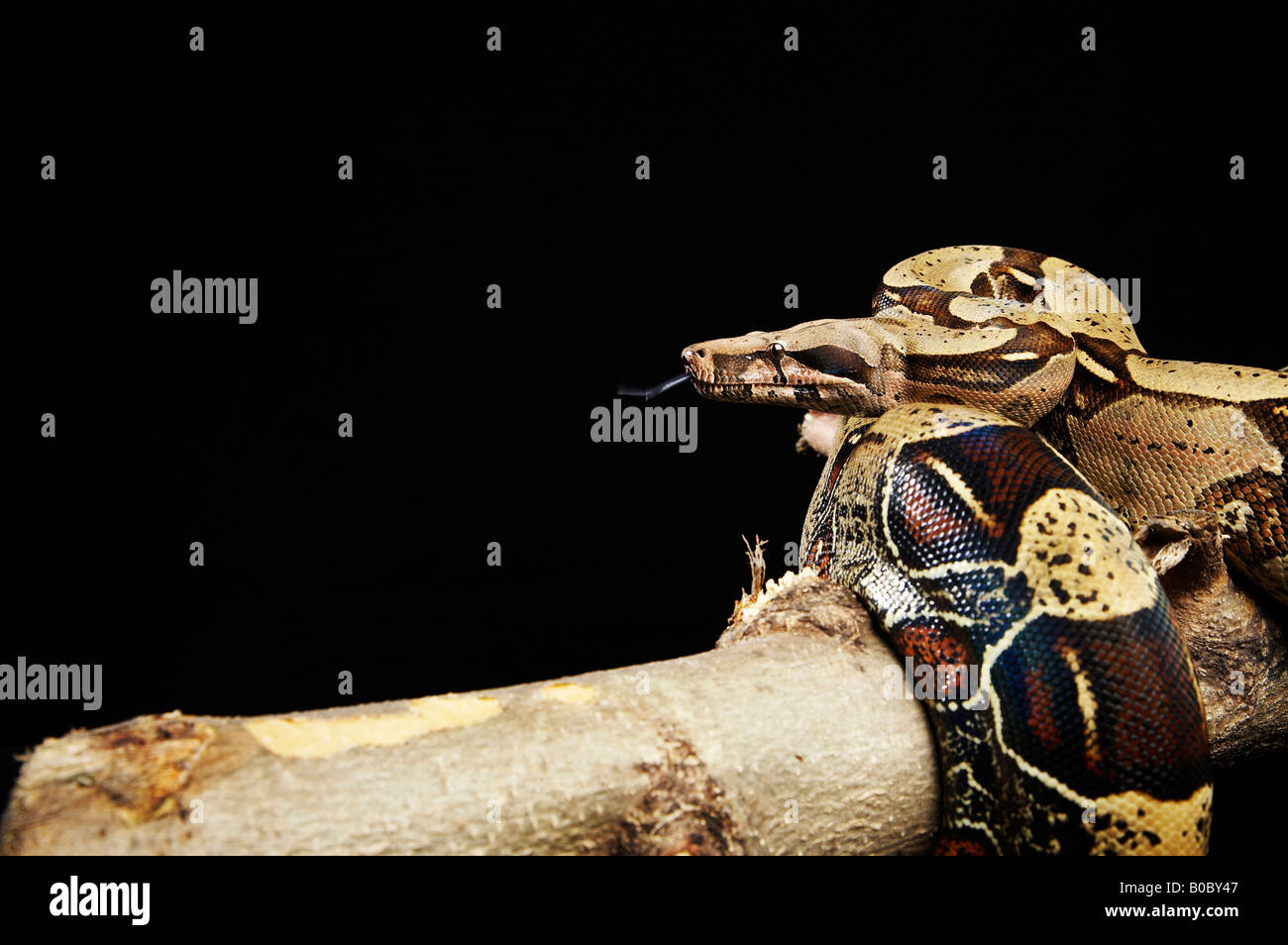 Ball Python/Royal Python coiled on branch Stock Photo - Alamy