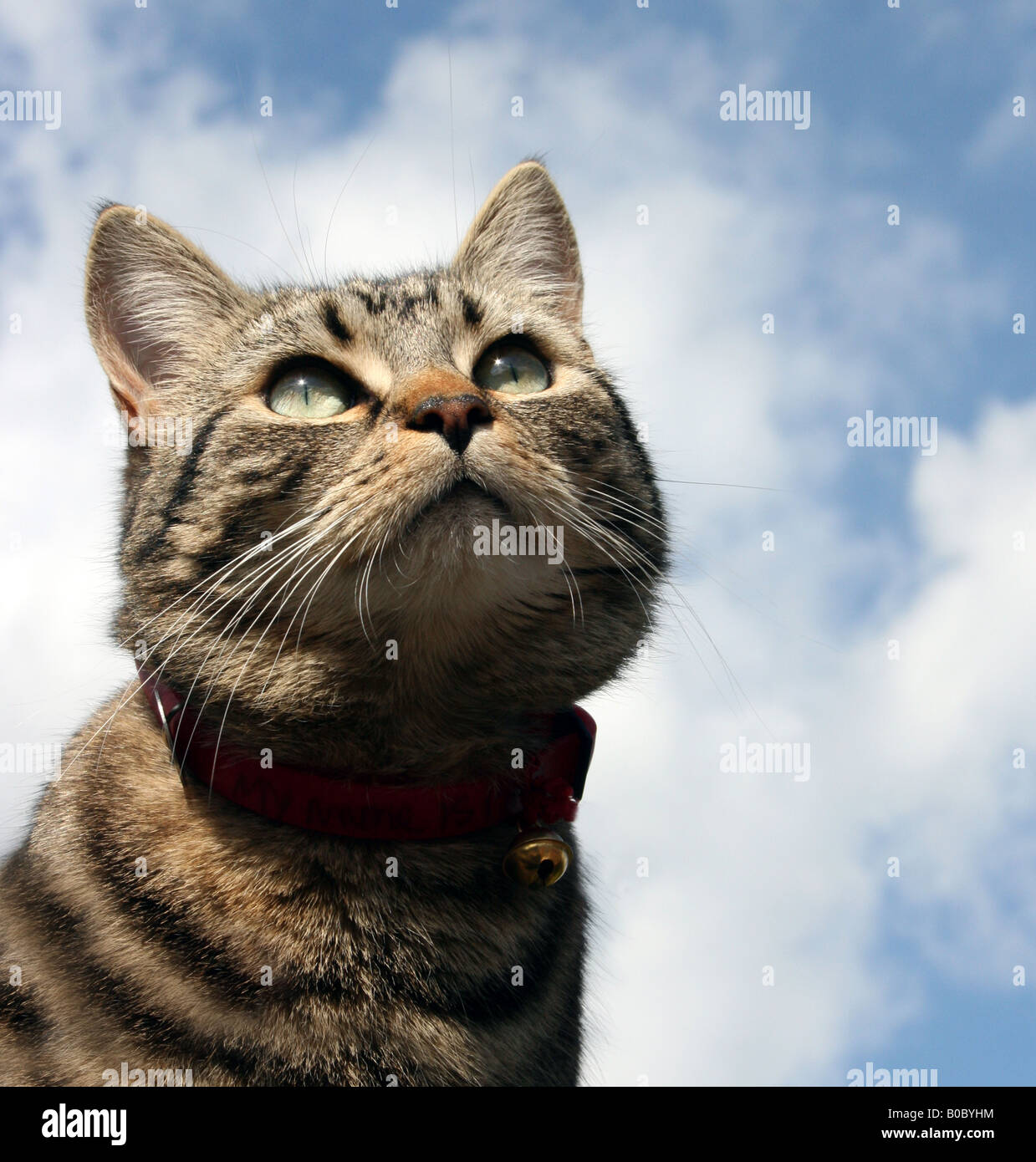 Head and shoulders portrait of a young brown tabby cat, looking up into