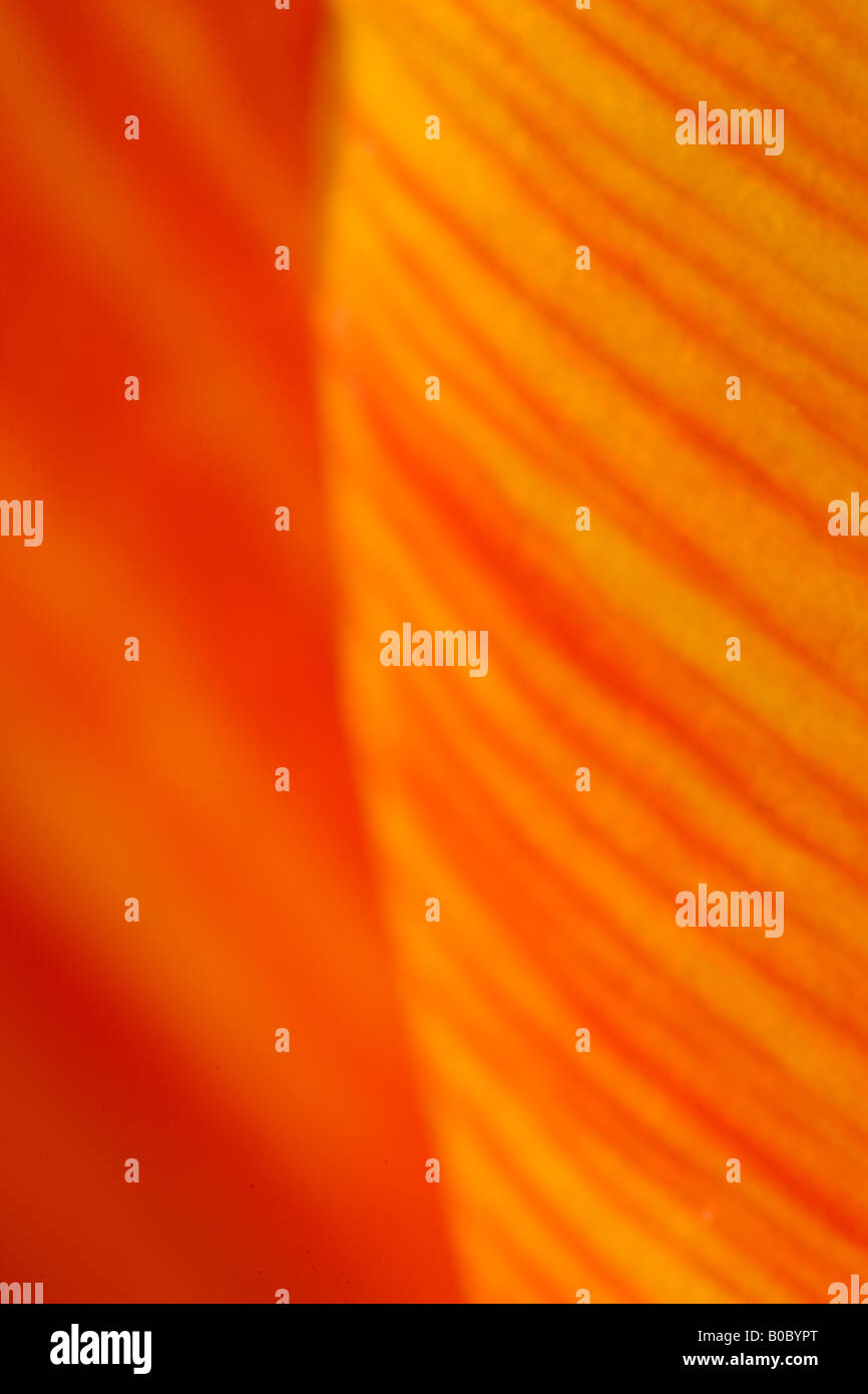 ARLINGTON VIRGINIA USA Close up of orange tulip flower petals Stock Photo