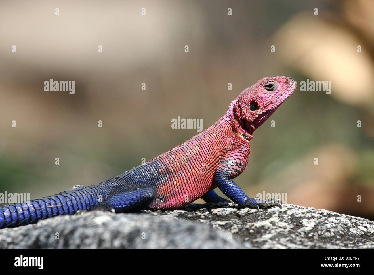 Agama Lizard Hi res Stock Photography And Images Alamy