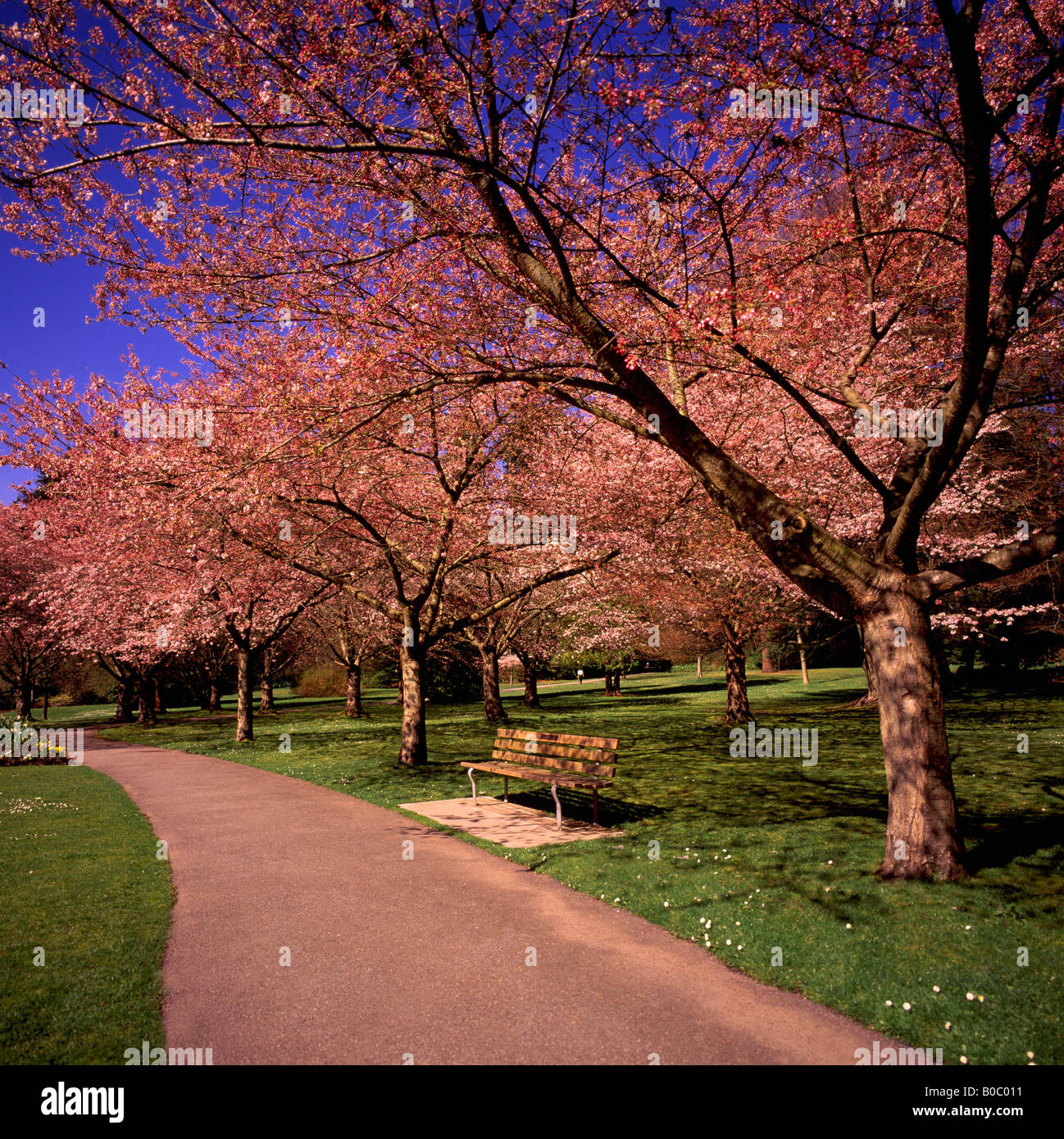 Japanese Cherry Trees blooming in Spring in "Stanley Park" Vancouver