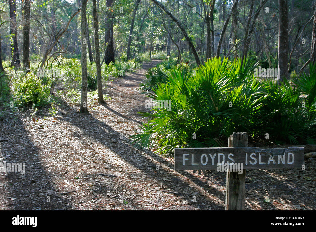 Pine Palmetto Okefenokee Refuge Stock Photos Pine Palmetto