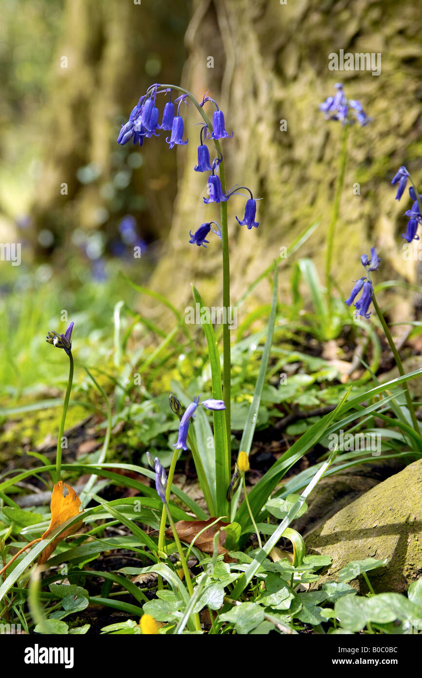 Bluebell main image 0