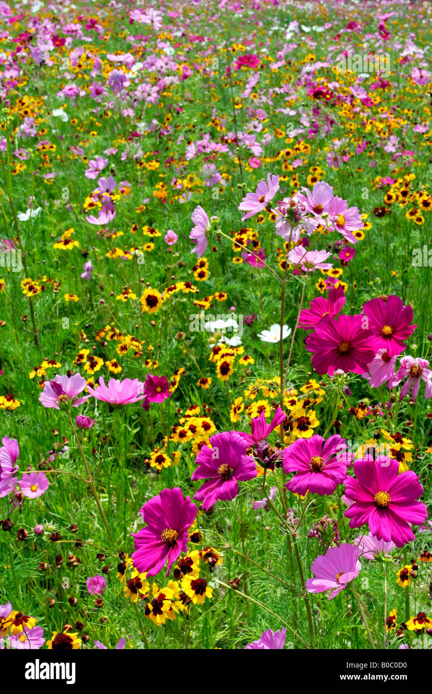 Wildflower bloom hi-res stock photography and images - Alamy