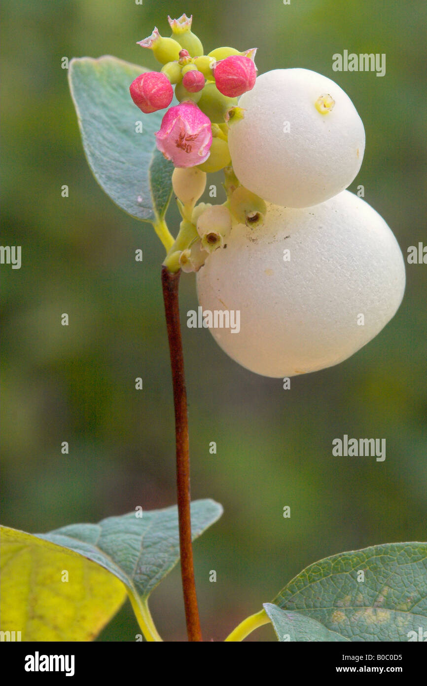 Snowberry Flowers Fruit and Bud Stock Photo
