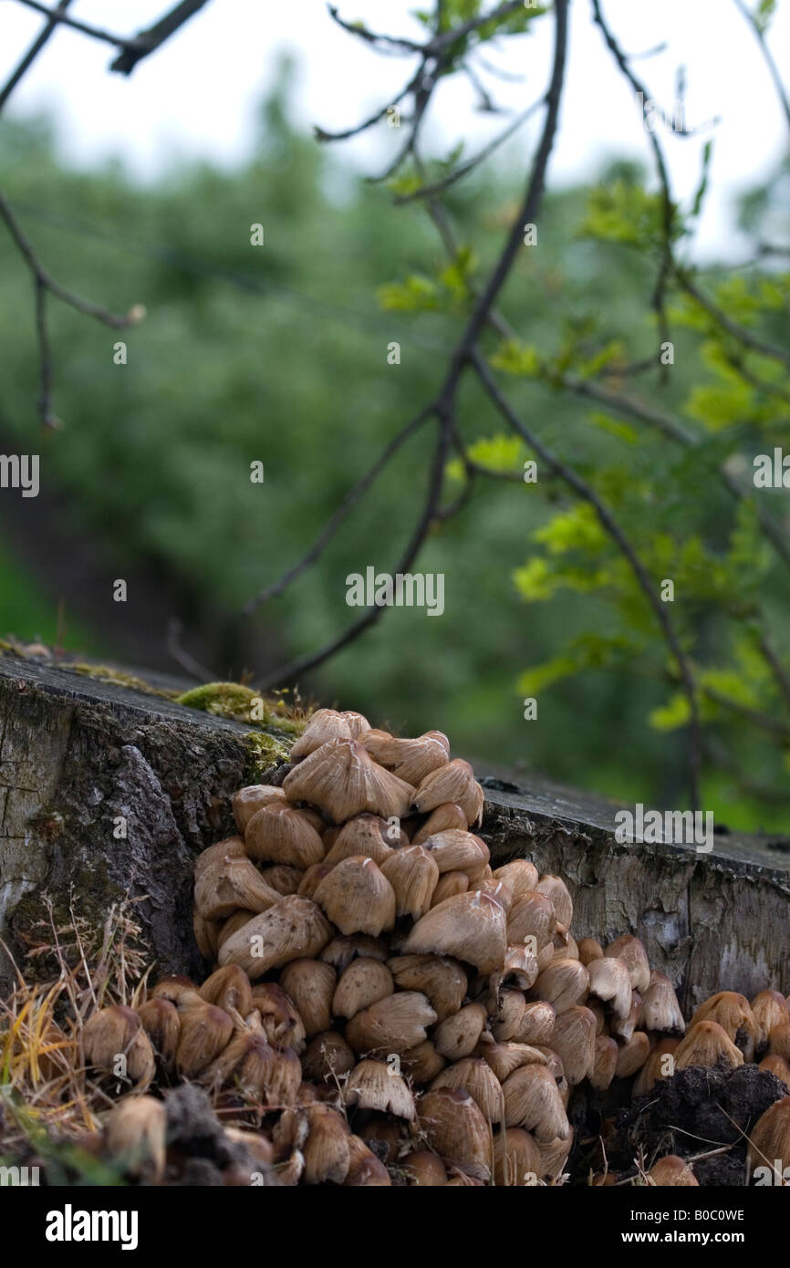 Mushroom in springtime Stock Photo