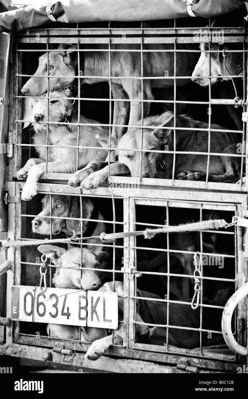 Several dogs confined in a very small cage Stock Photo Alamy