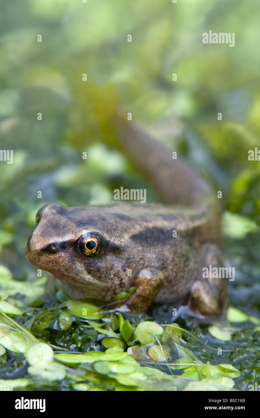 tadpole Rana temporaria about to become a frog cornwall Stock Photo - Alamy