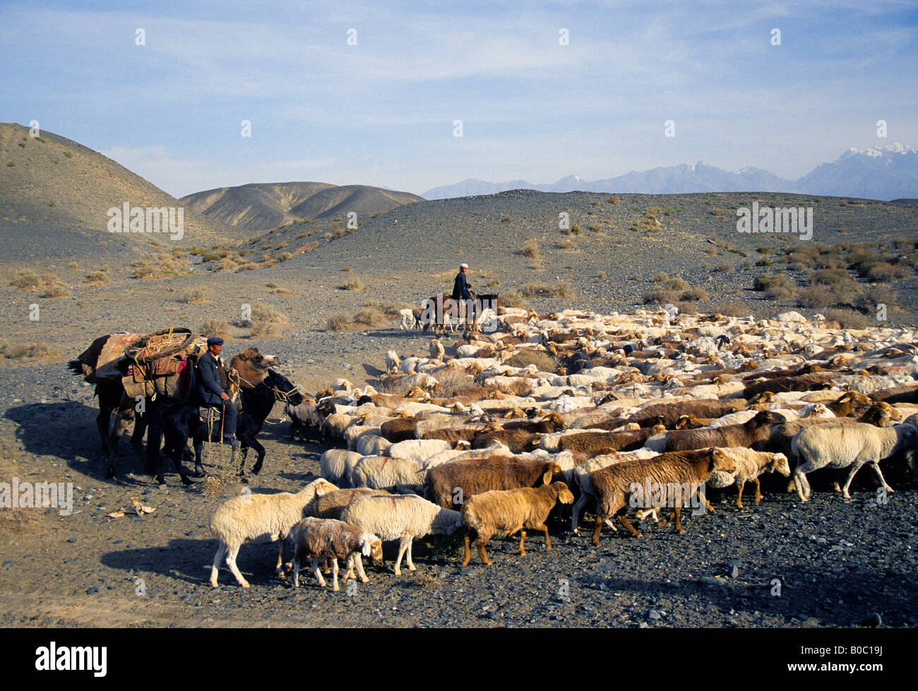 Uighur herdsmen on horseback with flock of sheep and goats on Silk Road along Tian Shan Mountians Stock Photo