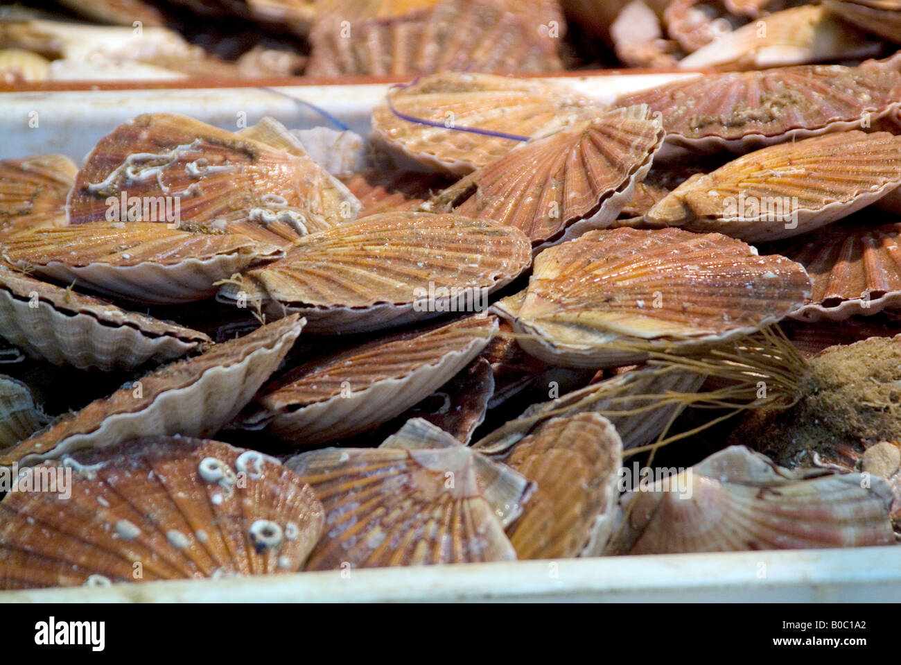 shellfish shell fish scallops hand dived crustacean seafood sea food