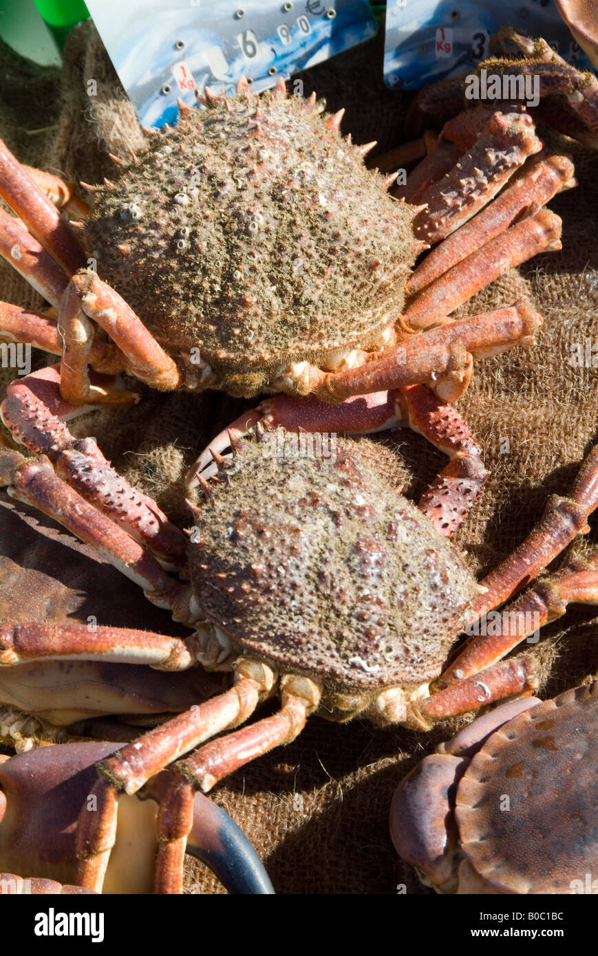 spider crab seafood crabmeat meat crustacean sea food leg legs Stock